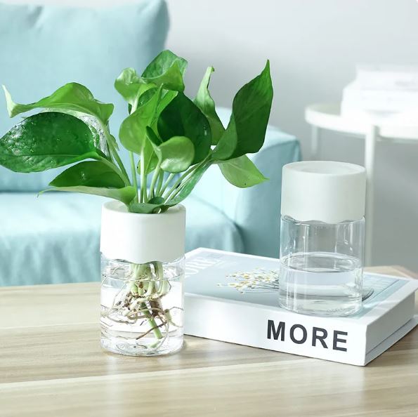 Transparent Small Hydroponic Plant Pot