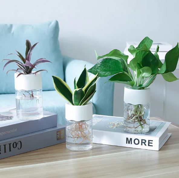 Transparent Small Hydroponic Plant Pot